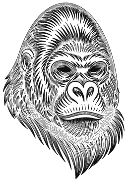 gorilla